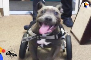 Rescued Pit Bull Puppy Runs For The First Time - CANTU | The Dodo Pittie Nation