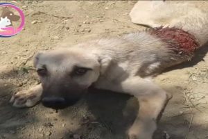 Rescued Poor Abandoned Dog With a Large Wound on the Back | Dog rescue Stories