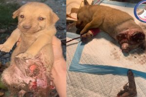 Rescued Poor Puppy With Two Backlegs Hit by a Car | Animal rescue TV