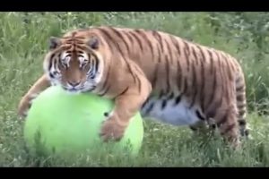 Rescued Tigers Pool Party at Wild Animal Sanctuary | The Dodo LIVE*