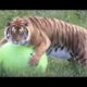 Rescued Tigers Pool Party at Wild Animal Sanctuary | The Dodo LIVE*