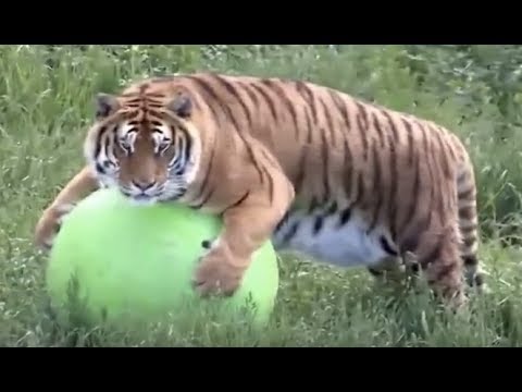 Rescued Tigers Pool Party at Wild Animal Sanctuary | The Dodo LIVE*