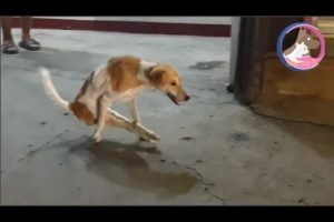 Rescued a Strong Willed Dog With injured Hind Legs |Animal Rescue TV