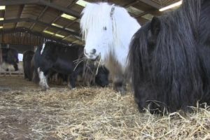 Rescued - a family herd of Shetland Ponies