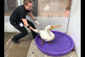 Rescued animals thrive at wildlife care center in Hughson