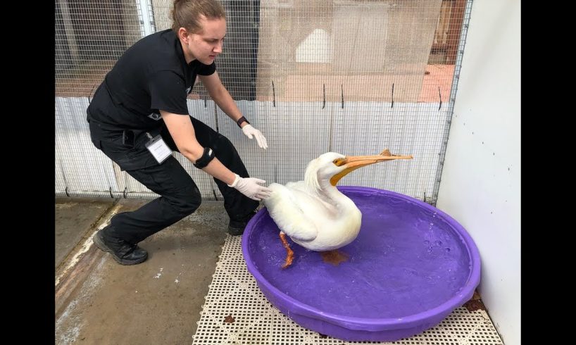 Rescued animals thrive at wildlife care center in Hughson