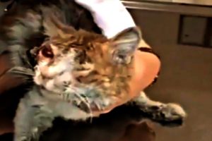 Rescues Poor Kittens, Makes Your Heart Ache, Heartbreaking Videos
