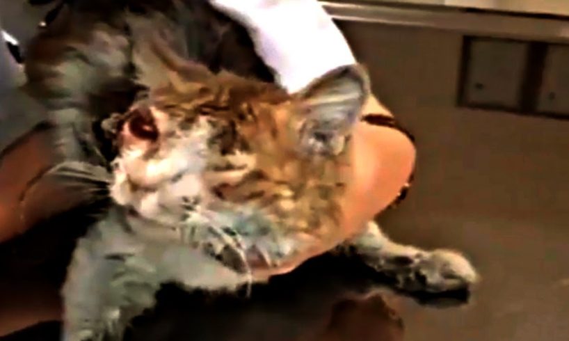 Rescues Poor Kittens, Makes Your Heart Ache, Heartbreaking Videos