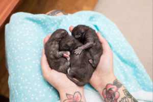 Rescuing Newborn Kittens