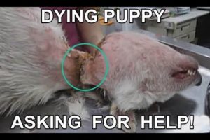 Rescuing a stray dog that was strangled with a chain on his neck #2019