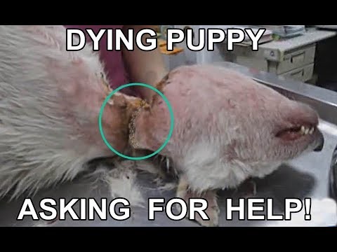 Rescuing a stray dog that was strangled with a chain on his neck #2019