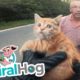 Rider Rescues Kitty from Road || ViralHog