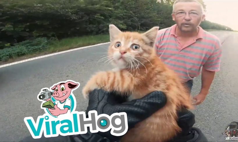 Rider Rescues Kitty from Road || ViralHog