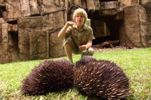 Robert Irwin's Australia Zoo tour