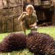 Robert Irwin's Australia Zoo tour