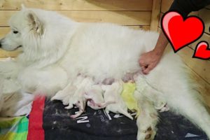 SAMOYED DOG GIVING BIRTH TO 12 PUPPIES! (birth vlog)