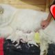 SAMOYED DOG GIVING BIRTH TO 12 PUPPIES! (birth vlog)