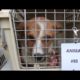 SPCA of Texas Rescues 222 Animals From Frank Barchard Shelter
