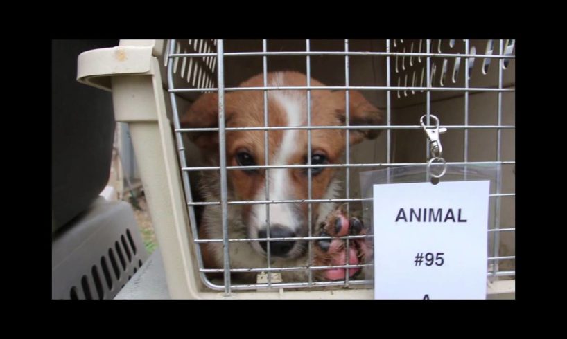 SPCA of Texas Rescues 222 Animals From Frank Barchard Shelter