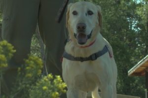 Sandia Rescue Dogs in training