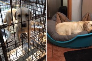 Sandie's Story of Hope After Dog Meat Farm