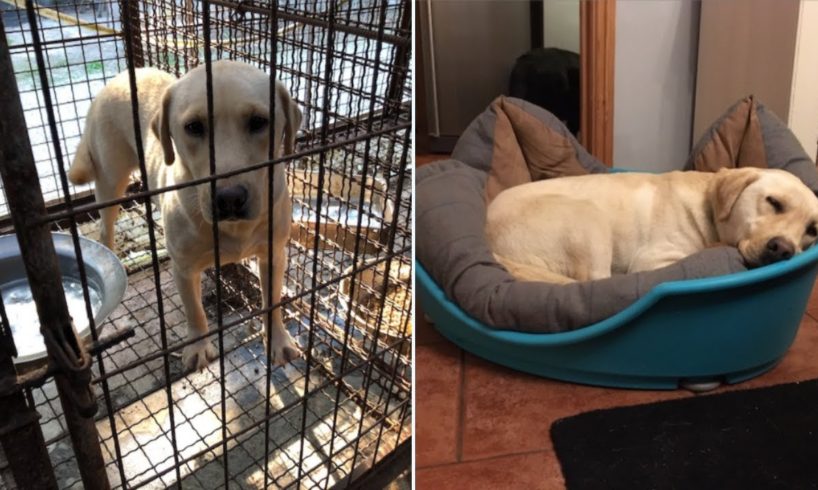 Sandie's Story of Hope After Dog Meat Farm