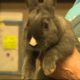 Santa Cruz Animal Shelter rescues 53 rabbits from home-run petting zoon