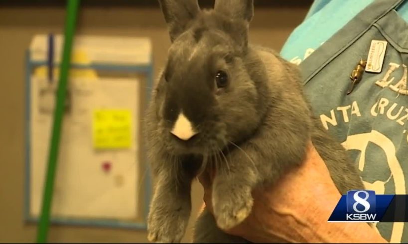Santa Cruz Animal Shelter rescues 53 rabbits from home-run petting zoon