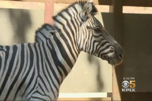 Santa Rosa Hero Who Rescued Animals During Wildfires Honored by Red Cross