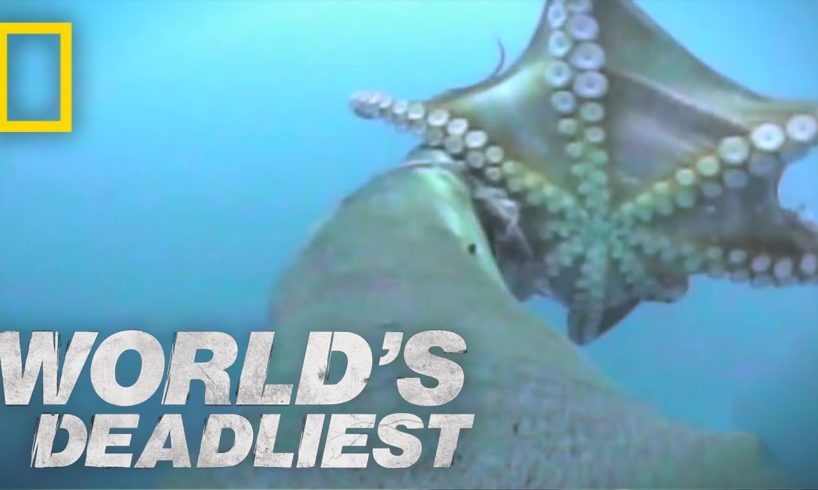 Sea Lion vs. Octopus | World's Deadliest