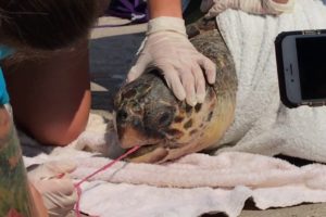 Seaturtle gets rescued after swallowing fishing net in Greece