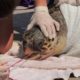 Seaturtle gets rescued after swallowing fishing net in Greece