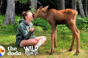 See What Happens When Family Brings Baby Moose Twins Into Their House | Wild Hearts