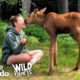 See What Happens When Family Brings Baby Moose Twins Into Their House | Wild Hearts