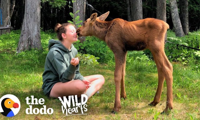 See What Happens When Family Brings Baby Moose Twins Into Their House | Wild Hearts