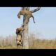 Shuhudia Nan Mkali Pambano lipi kali Ona Kilichotokea Amazing Animal Fight Lion Vs Leopard Vs Cobra