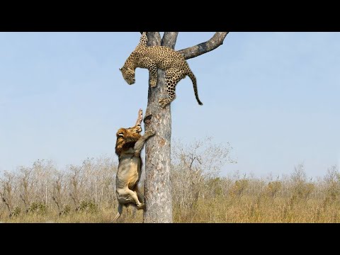 Shuhudia Nan Mkali Pambano lipi kali Ona Kilichotokea Amazing Animal Fight Lion Vs Leopard Vs Cobra