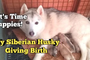 Siberian Husky Labor and Delivery to 5 Very Cute Puppies | Newborn Siberian Husky Puppies! Amazing!