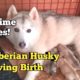 Siberian Husky Labor and Delivery to 5 Very Cute Puppies | Newborn Siberian Husky Puppies! Amazing!