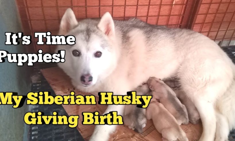 Siberian Husky Labor and Delivery to 5 Very Cute Puppies | Newborn Siberian Husky Puppies! Amazing!