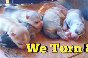 Siberian Husky Puppy UPDATE! | The cute puppies just turned 8