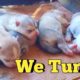 Siberian Husky Puppy UPDATE! | The cute puppies just turned 8