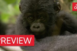 Silverback dad defends baby mountain gorilla - Animal Babies: Episode 3 Preview - BBC One