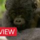 Silverback dad defends baby mountain gorilla - Animal Babies: Episode 3 Preview - BBC One