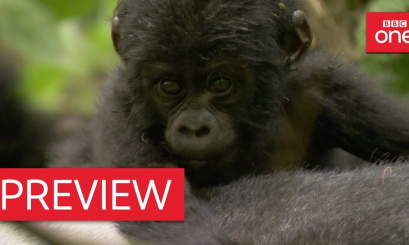 Silverback dad defends baby mountain gorilla - Animal Babies: Episode 3 Preview - BBC One