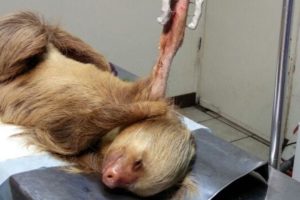 Sloth Released Into The Wild After Surviving Dog Attack