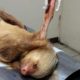 Sloth Released Into The Wild After Surviving Dog Attack