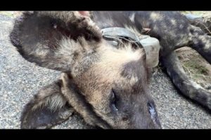 Snared Wild Dog Rescue Mission  - Latest Wildlife Sightings