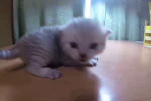 So Cute kitten | Unbelievable Little kittens playing | Too Cute!