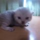 So Cute kitten | Unbelievable Little kittens playing | Too Cute!